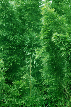 竹林