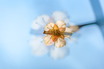 盛開的梅花