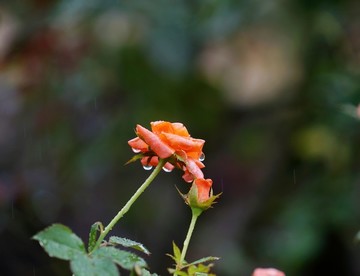 紅色玫瑰花