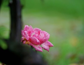 紅色玫瑰花