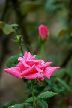 紅色玫瑰花