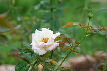黃色玫瑰花