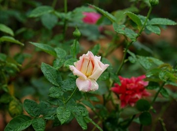 粉紅色玫瑰花