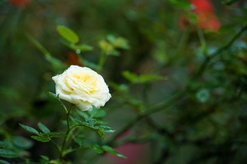 黃色玫瑰花