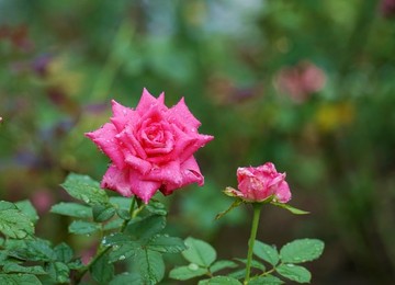 紅色玫瑰花