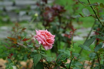 紅色玫瑰花