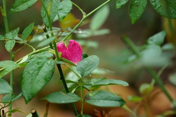 玫瑰殘花