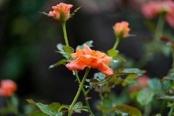 紅色玫瑰花