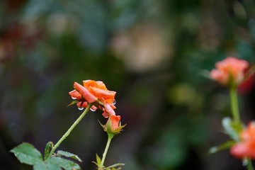 紅色玫瑰花