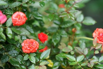 紅色玫瑰花