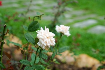 黃色玫瑰花