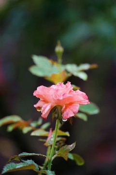 粉紅色玫瑰花