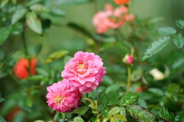 粉紅色玫瑰花