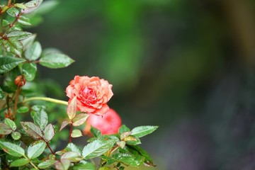 粉紅色玫瑰花
