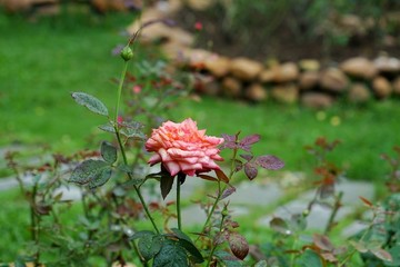 粉紅色玫瑰花
