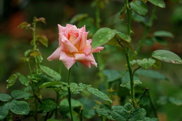 粉紅色玫瑰花