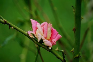 玫瑰花
