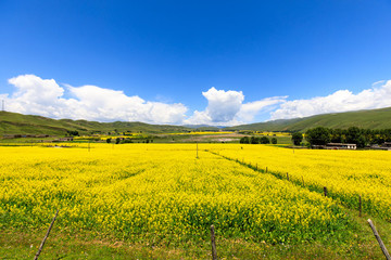 川西甘孜八美草原風(fēng)光油菜花海