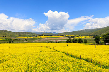 川西甘孜八美草原風(fēng)光油菜花海