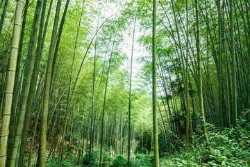 竹林照片