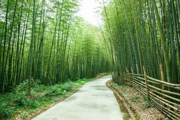 竹林小路