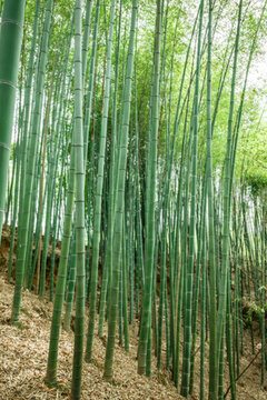 竹林圖片