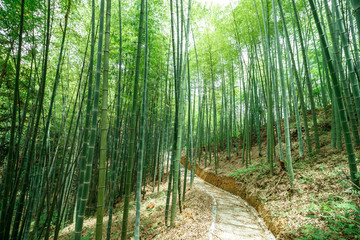 竹林小徑