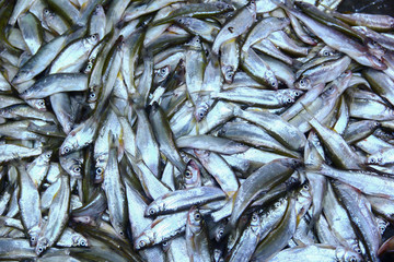 死魚