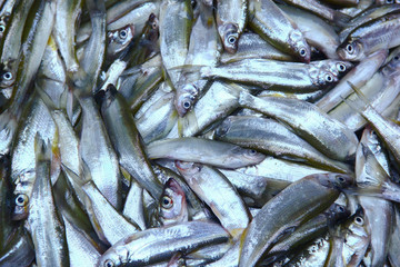 死魚眼
