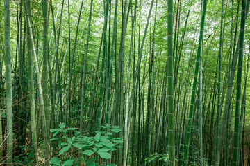 竹林素材