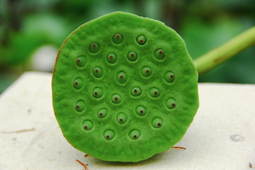 水果構(gòu)成