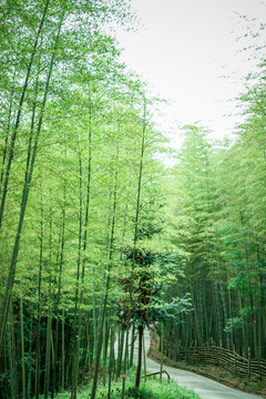 綠竹林