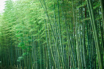 綠竹林