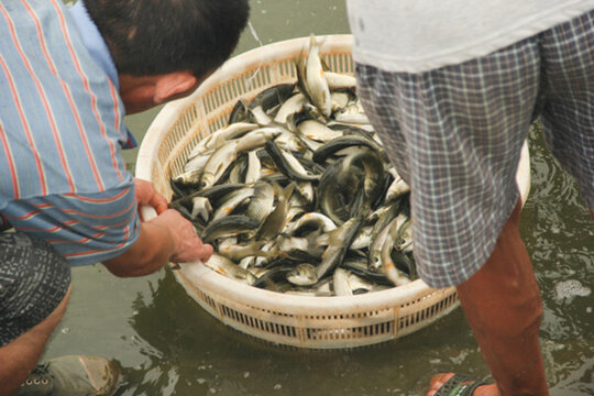 撈魚