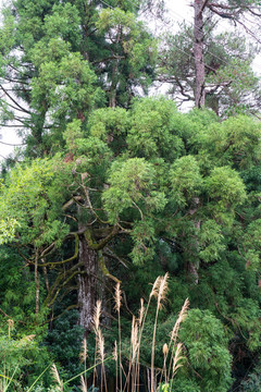 百年松樹