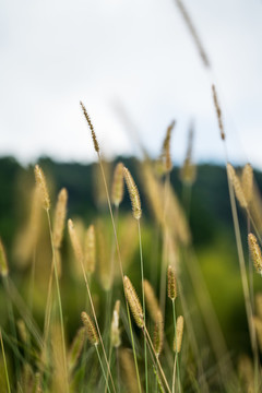 野草