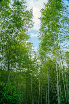 竹林竹子竹海