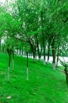 樹(shù)林