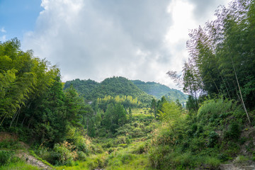 茂密青山