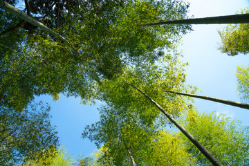 藍天竹林