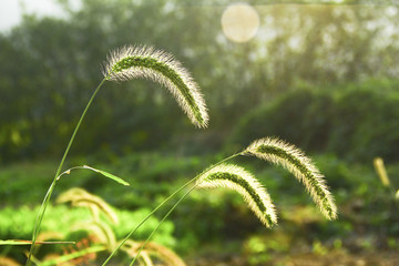 狗尾草