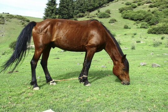 草原馬