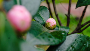 茶花