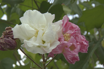 木芙蓉