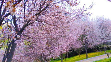 公園春色