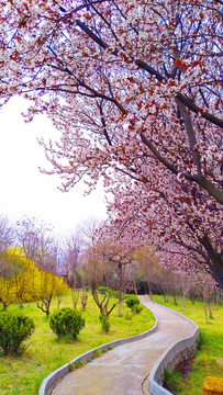 公園春暖花開