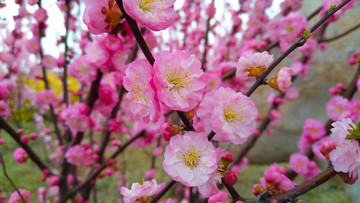 春暖花開