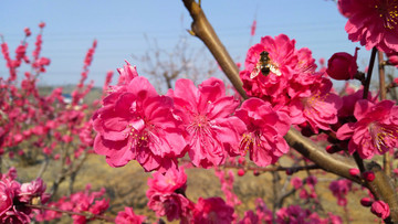 桃園桃花