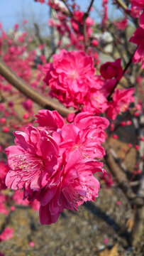 桃花