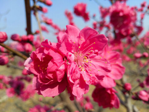 紅桃花